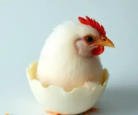 Quanto tempo leva para a galinha chocar o ovo depois de botar?